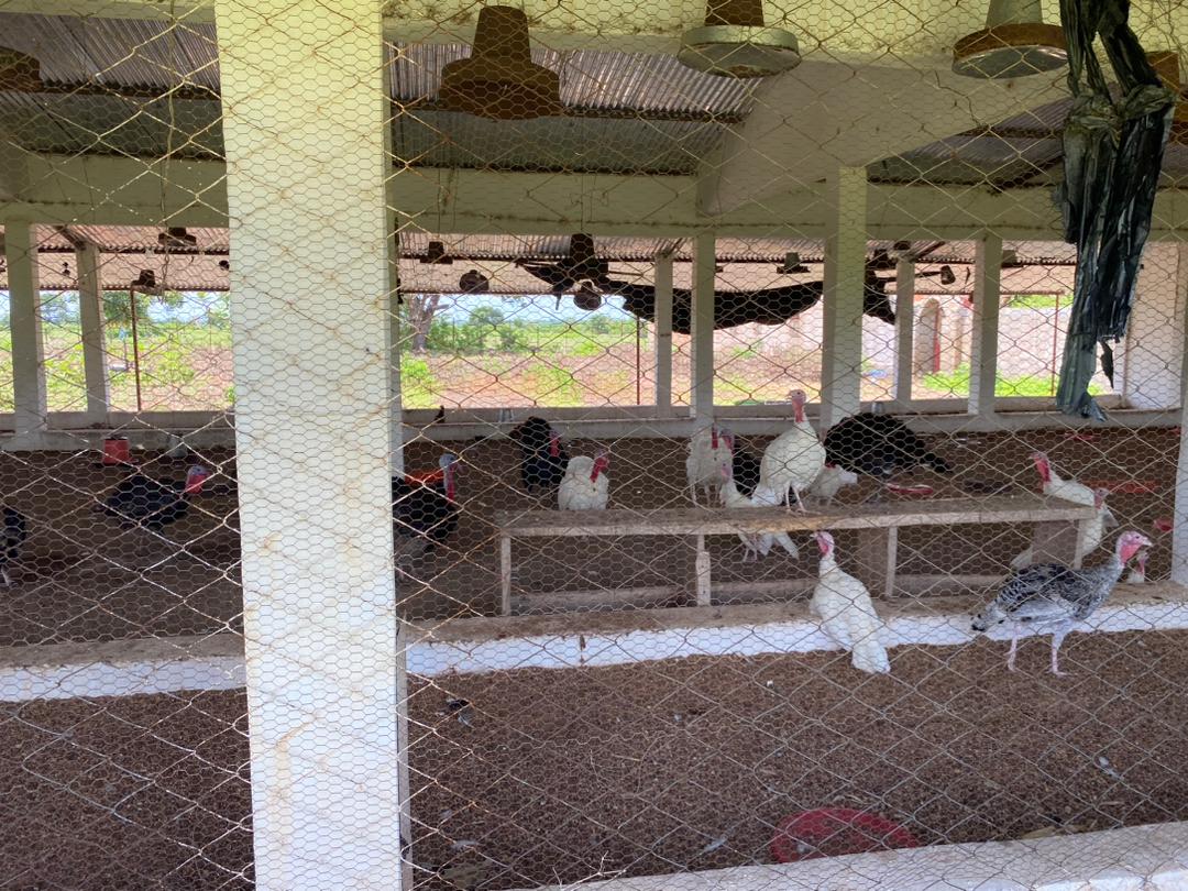 Poussins