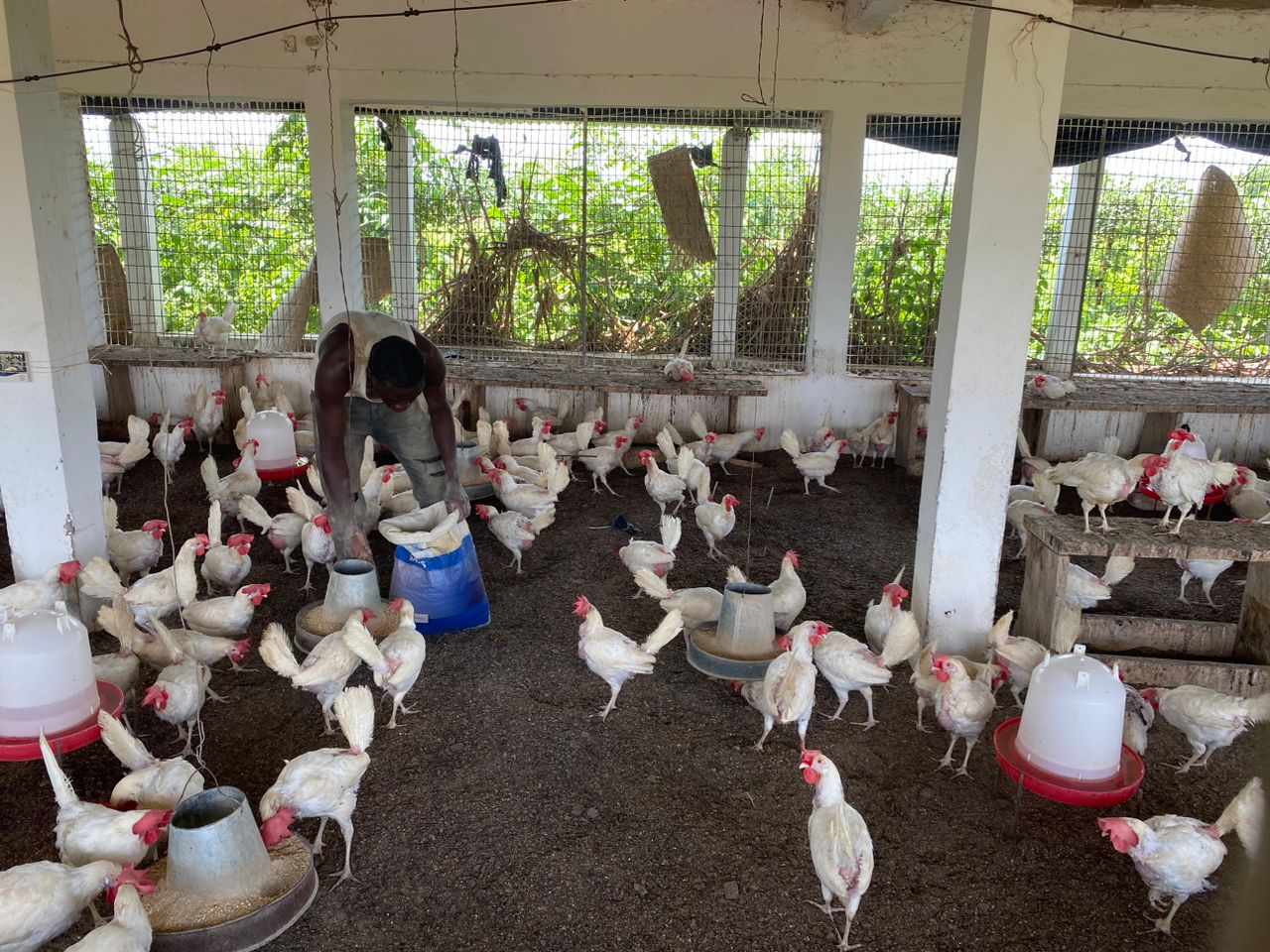 Poussins