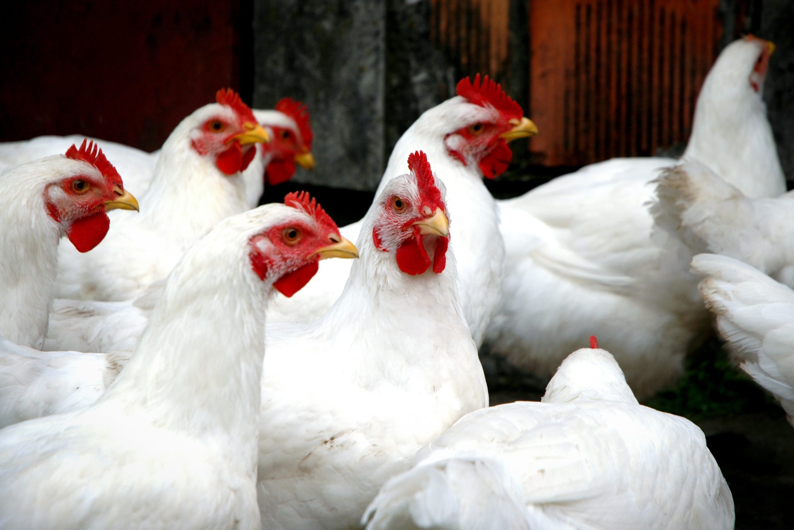 Poulets de chair