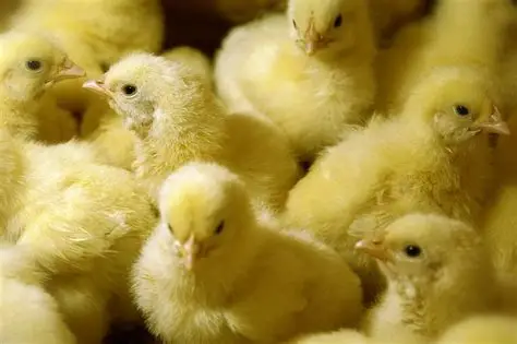 Poussins